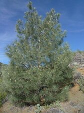Pinus coulteri Plant